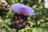 artichoke-flower-purple-nature-591685.jpg