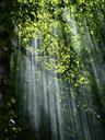 forest-sunbeams-trees-sunlight-56930.jpg