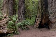 Northern California redwoods LCCN2013632266.tif.tiff