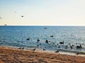 horizon-birds-ocean-landscape-blue-418385.jpg