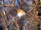 robin-bird-bush-nature-409305.jpg