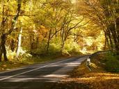 road-forest-nature-forest-road-1035630.jpg