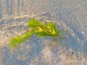 seaweed-vegetation-sand-beach-sea-1387671.jpg