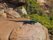 lizard-animal-south-africa-rock-561093.jpg