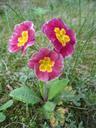 primrose-flower-cowslip-blossom-324335.jpg