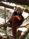 red-panda-china-firefox-animal-505146.jpg