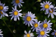 daisy-purple-germany-nature-flower-655768.jpg