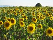 sunflower-field-sunflower-field-1141321.jpg