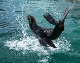 sea-lion-stunt-sea-animal-911990.jpg