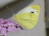 green-tube-white-pieris-napi-54918.jpg