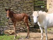 animals-horse-foal-pony-shetland-361524.jpg