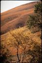 POPPIES_(CALIFORNIA_STATE_FLOWER)._ALONG_INTERSTATE_5_-_NARA_-_542644.tif