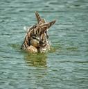 duck-feathers-pond-bath-bird-606702.jpg