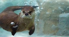 otter-underwater-mammal-swim-441962.jpg