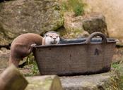 otter-animal-mammal-cute-nature-163956.jpg