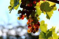 grapes-wine-fruit-back-light-276072.jpg