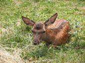 deer-green-kid-nature-green-grass-975026.jpg