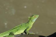 gecko-lizard-nature-1364241.jpg