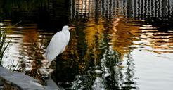 egret-standing-water-bird-white-1121971.jpg