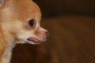 tiny-chihuahua-purebred-small-1389525.jpg