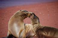 sea-lion-beach-sand-sea-ocean-79744.jpg