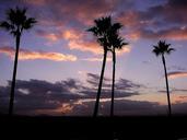 Sunrise palm trees.jpg