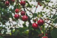 cherries-fruit-tree-blossom-839864.jpg