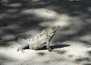 iguana-costa-rica-dragon-785156.jpg