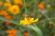 bee-flower-nature-668124.jpg