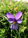 violet-flower-purple-purple-flower-1008459.jpg