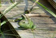 lizard-reptile-green-527613.jpg