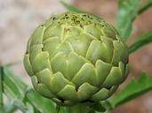 artichoke-vegetable-detail-1393453.jpg