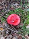 mushroom-fly-agaric-forest-toxic-652914.jpg