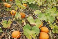 Pumpkin patch at Weed Orchards.JPG