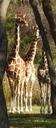 giraffe-animal-africa-wildlife-457038.jpg