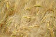 barley-cereal-agriculture-1479415.jpg