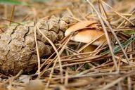 undergrowth-mushroom-pine-cone-1195832.jpg