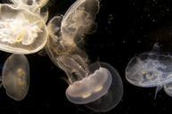 jellyfish-aquarium-underwater-275577.jpg