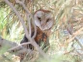 OWL,_BARN_(9-1-09)_mu_ranch,_carrizo,_slo_co,_ca_-02.jpg