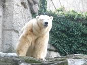 polar-bear-bear-animal-world-sweet-213632.jpg