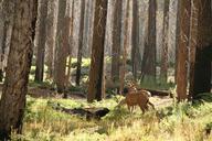 deer-wildlife-forest-woods-trees-315720.jpg