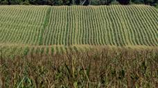 corn-harvest-field-agriculture-973213.jpg