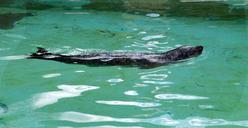 seal-zoo-water-meeresbewohner-710034.jpg