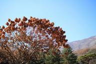 arboretum-wood-sky-414600.jpg