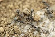 ants-insect-macro-serviformica-984547.jpg