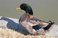 mallard-duck-duck-new-nail-animal-751213.jpg