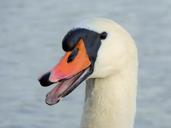 feathers-swan-bird-pond-majestic-1225572.jpg