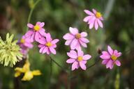 paper-daisies-floral-plants-natural-170615.jpg