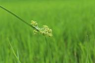 spider-web-plant-rice-field-grass-880222.jpg