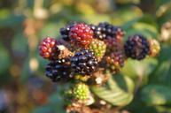 blackberries-autumn-fruit-fall-660904.jpg